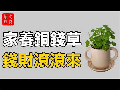 銅錢草食譜 天的古字